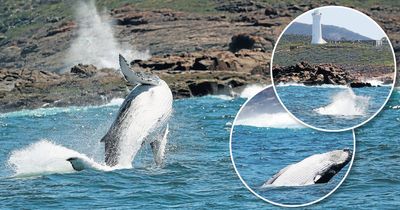 It's humpback season, baby! Mums and calves have a whale of a time