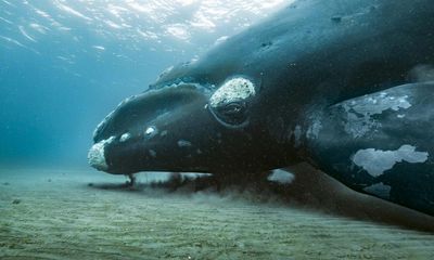 A ‘whalecam’, seals v sharks and fish that play dead: it’s Planet Earth III