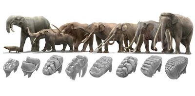 Elephant teeth: how they evolved to cope with climate change-driven dietary shifts