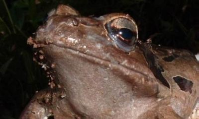 Dominica’s mountain chicken frog faces disappearance in ‘fastest track to extinction ever recorded’