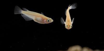 How climate change-induced stress is altering fish hormones — with huge repercussions for reproduction