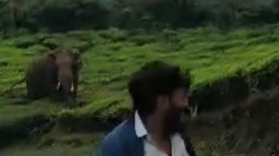 Youths provoke tusker Padayappa, Forest department begins probe