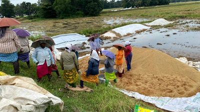 Rain threat looms over paddy harvest in Kuttanad