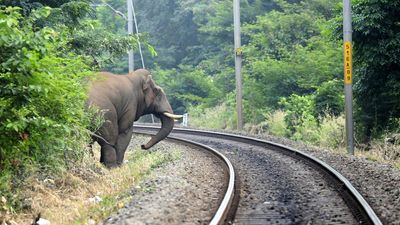 AI-based early warning system getting ready for pachyderm safety near Coimbatore