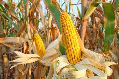 From Field to Silo: Trading the Journey of Corn During the Harvest Season