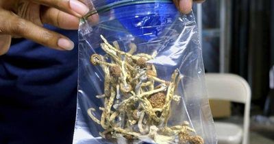 How much do Magic mushrooms really weigh? Lawyers argue for precedent-setting case