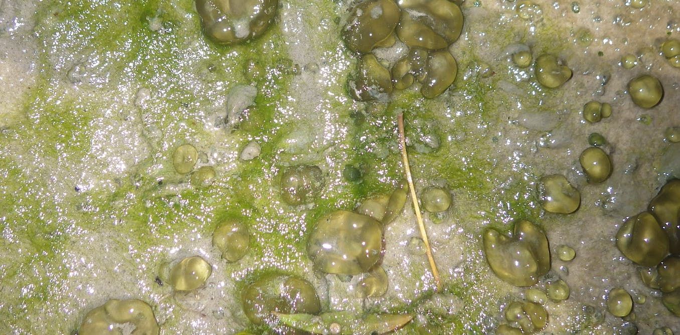 Slime after slime: why those biofilms you slip on in…