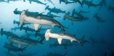 Critically endangered scalloped hammerheads gather in seas off Perth. They need protection