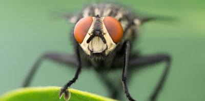Fly season: what to know about Australia's most common flies and how to keep them away