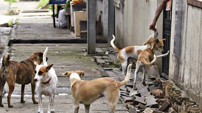 How many stray dogs are there in Bengaluru and how are they to be kept under check?