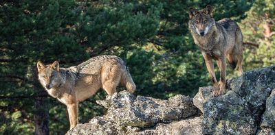 Wolf protection in Europe has become deeply political – Spain's experience tells us why