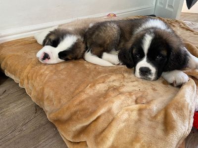‘Our St Bernard puppies attacked me twice. It still broke my heart to have them put down’