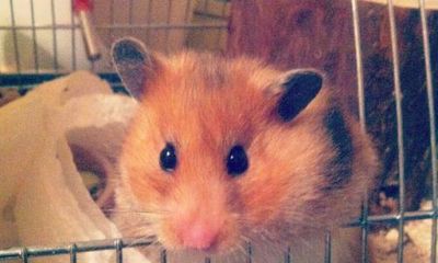 The pet I’ll never forget: the emotional support hamster who helped me through depression