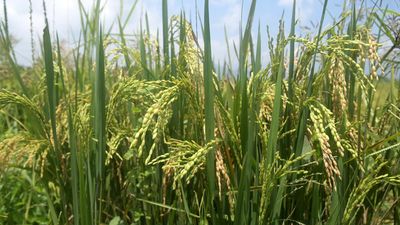 Daily Quiz | On World Food Day
