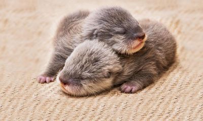 Baby Animal Cam: ‘It really is just a live stream of some tiny animals. And I love it’