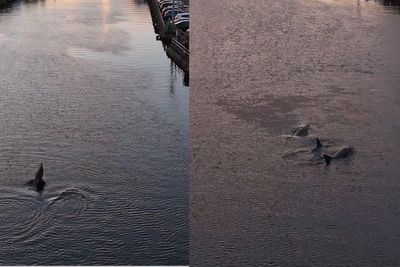 ‘Amazing sight’ as pod of dolphins swim down Cork river at sunset