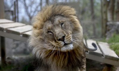 Did you solve it? Are you a lion of logic?