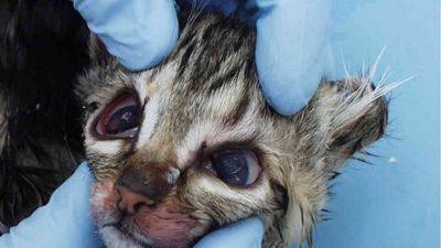 Feline parvovirus affecting cats and kittens on the rise