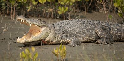 Saltwater crocodiles are slowly returning to Bali and Java. Can we learn to live alongside them?