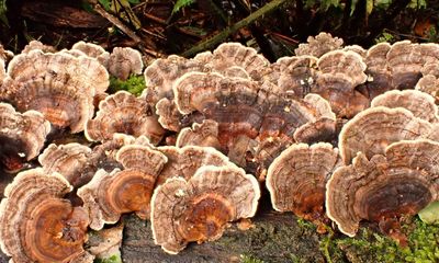 Country diary: No rose is more lovely than a turkey-tail fungus