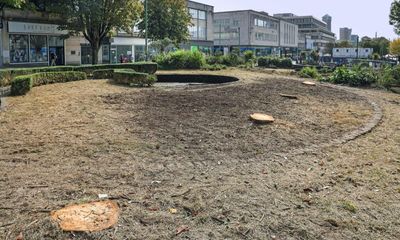 Plymouth to replace felled trees that helped bring down Tory council