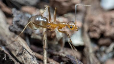 Blitz squashes crazy ants at Qld sites but war rolls on