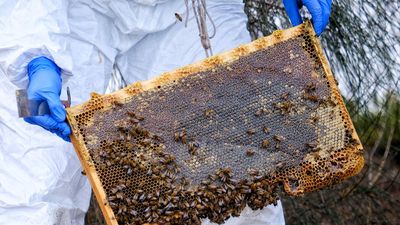 Beekeepers shift to suppress spread of deadly parasite