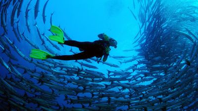 Australia signs global treaty to protect the high seas