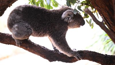 Koala park and urban sprawl strike precarious balance