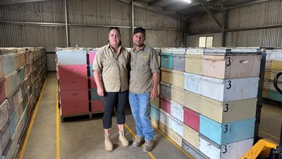 Beekeepers ponder future as deadly mite takes hold