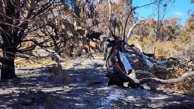 Crews work to keep Tasmanian bushfire under control