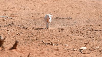 Farmers backed to tackle disasters, drought front on