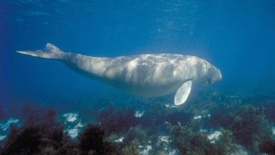 Dugongs in steady decline along Great Barrier Reef