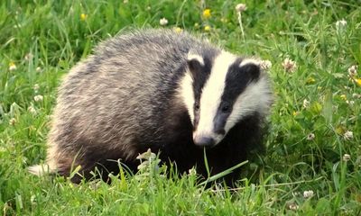 Labour promises to end badger cull in England
