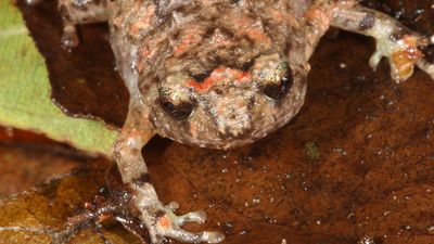 Aussie frogs in hot water from climate, other threats