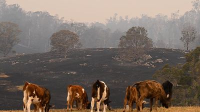 Three homes lost in destructive NSW bushfire