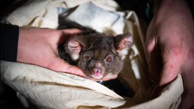 Watchdog hits back at Forestry Corp over glider search
