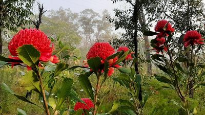 Australia doing a poor job of protecting unique plants