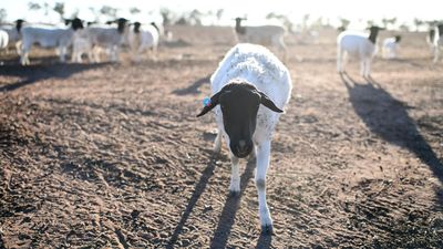 Farmland most 'tightly held' it's been in a generation