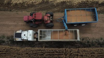 Winter crop production to fall amid drier conditions