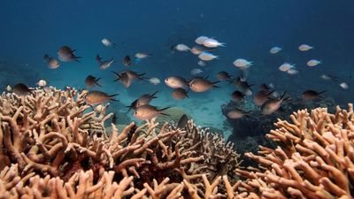 Could ‘marine cloud brightening’ reduce coral bleaching on the Great Barrier Reef?