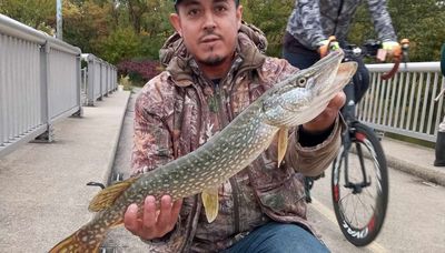 Chicago fishing: Fall trout season opens Saturday as lakefront salmon fishing rolls on