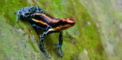 How animal traits have shaped the journey of species across the globe