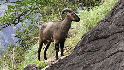 Forest Department banks on native wisdom of Muthuvan tribe for Nilgiri Tahr conservation