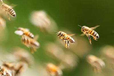 Honey bees may be altruistic