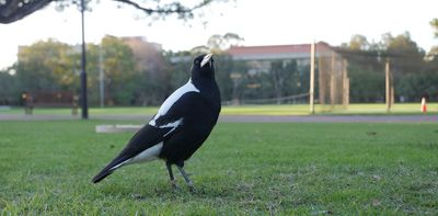 The smarter the magpie, the better they can handle our noisy cities