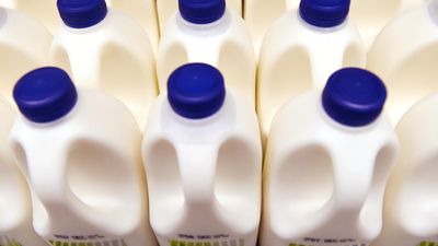 Dairy workers walk off the job over pay, conditions
