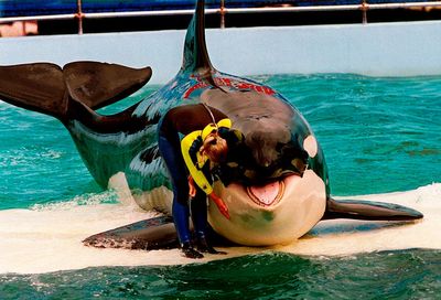 Miami Seaquarium's Lolita the orca died from old age and multiple chronic illnesses, necropsy finds