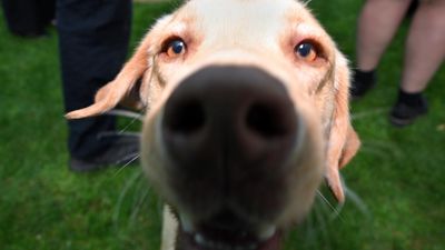 Canines 'snout' criminals with world-leading skills