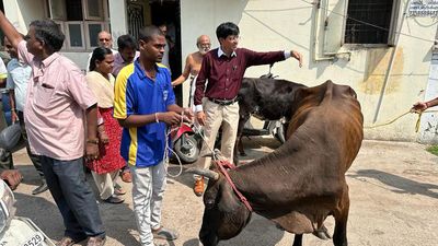 Elderly man with disability gored by stray cattle in Chennai; Corporation to file complaint against animal owner